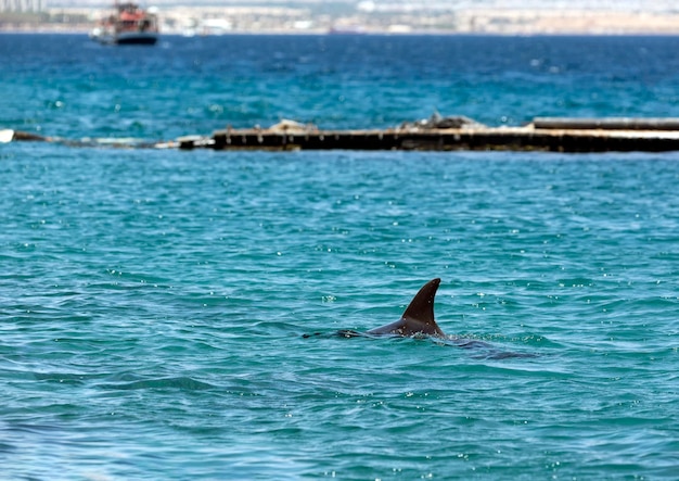 Blauwe waterachtergrond met dolfijnvin Dolfijn die in de Rode Zee zwemt Dolfijnen zwemmen uit het water Gewone dolfijn wetenschappelijke naam Gewone tuimelaar in de Golf in de buurt van de stad Eilat