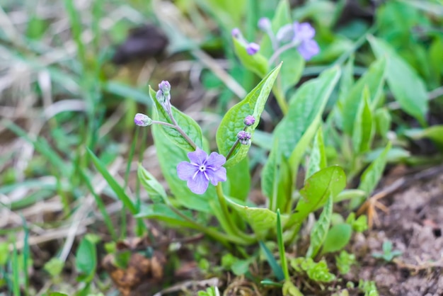 Blauwe wilde bloemen in de lentepark