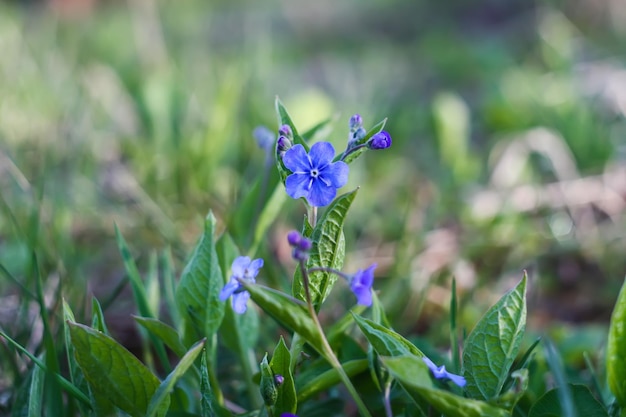 Blauwe wilde bloemen in de lentepark