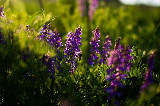 Blauwe wilde bloemen in een groene weide. Warme lenteavond met een heldere weide tijdens zonsondergang.