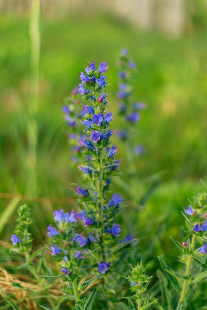 Blauwe wilde bloemen in een veldclose-up