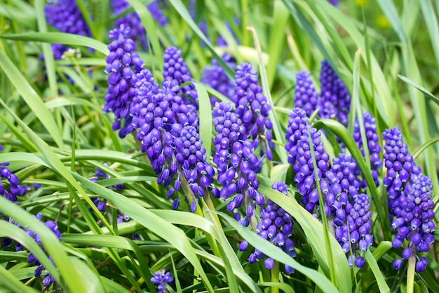 Blauwe wilde bloemen in groen gras