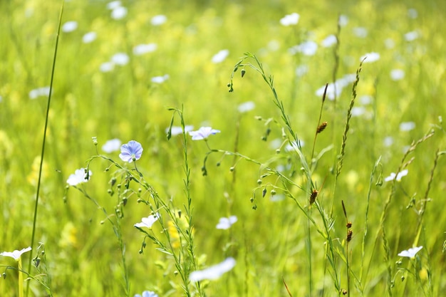 Blauwe wilde bloemen