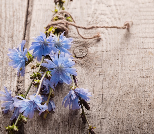 Blauwe witlofbloemen op houten achtergrond