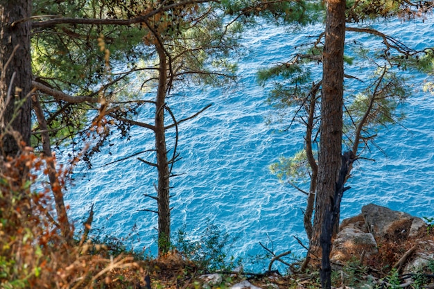 Blauwe zee door takken van dennen. Uitzicht vanaf de klif