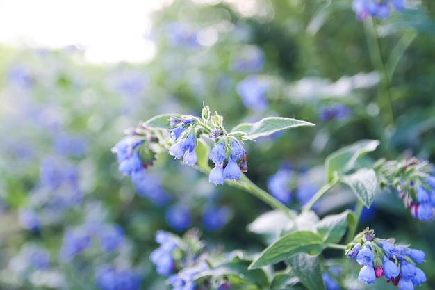 Blauwe zomerbloemen in een park.