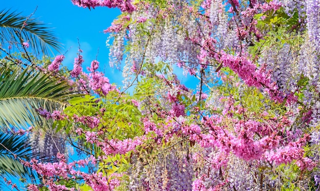 Blauweregen bloemen en palmen