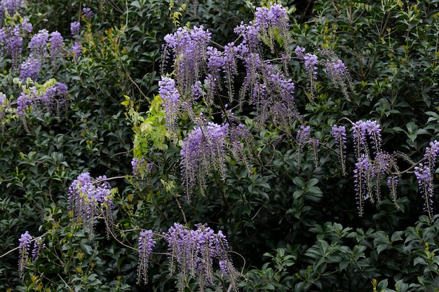 Blauweregen in bloei tedere jonge blauweregen wijnstok selectieve focus tedere jonge blauweregen wijnstok