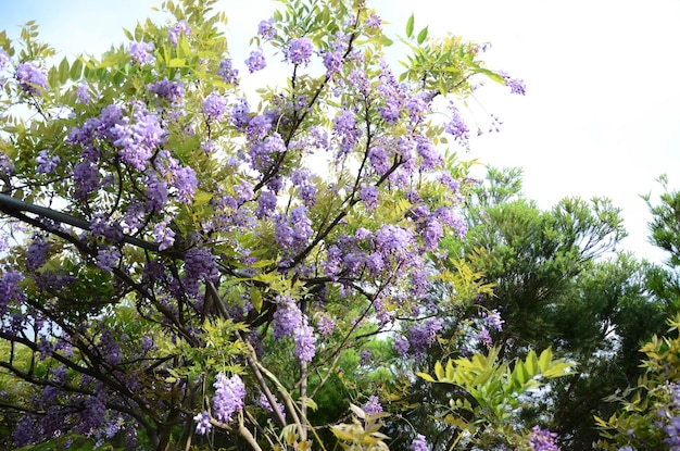 Blauweregenbloem in het park