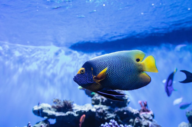 Blauwgezichte engelfish zwemmen in aquarium