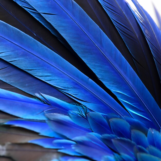 Blauwgrijze en witte veren op de vleugel van een wilde eend als achtergrond Close-up kleurrijke veren