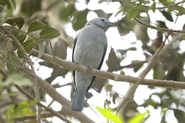 Blauwgrijze tanager