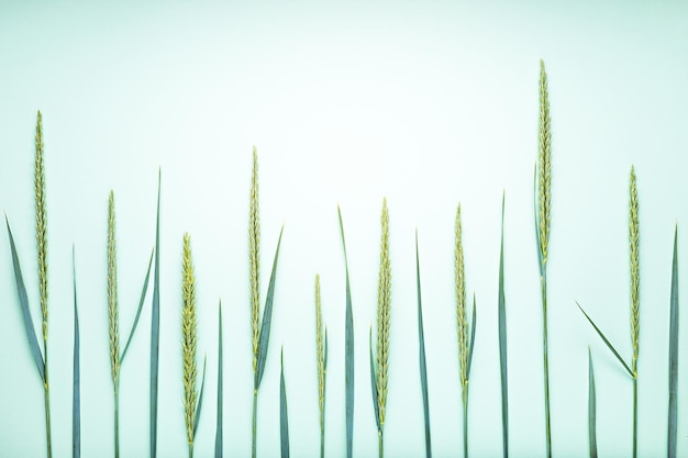 Blauwgroen gras op een pastel turquoise achtergrond milieuvriendelijk concept