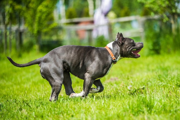 Blauwharige Amerikaanse Staffordshireterriër hond in beweging