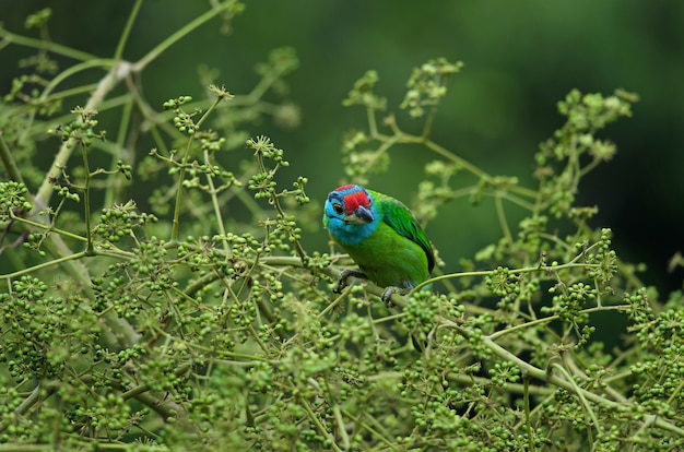 Blauwkeelbaardvogel die op boom neerstrijkt