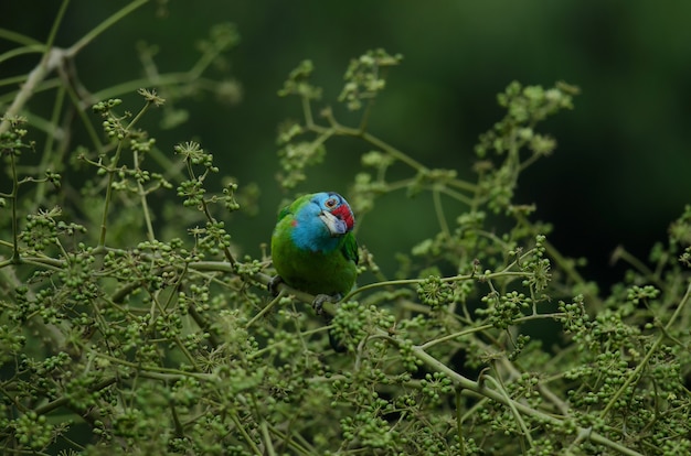 Blauwkeelbaardvogel die op boom neerstrijkt