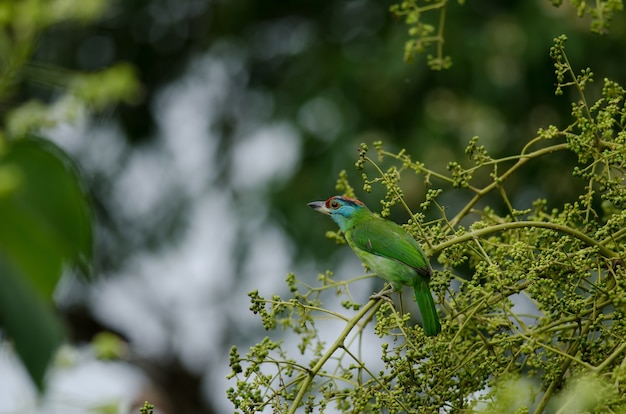 Blauwkeelbaardvogel die op boom neerstrijkt