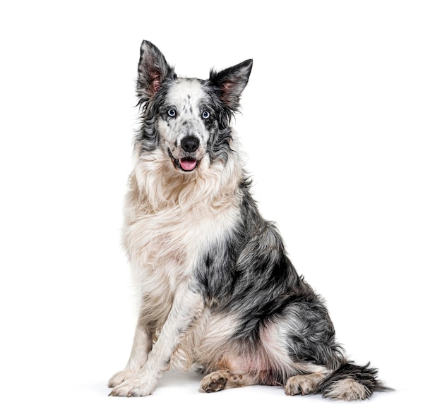 Blauwogige blauwe merle border collie geïsoleerd op wit