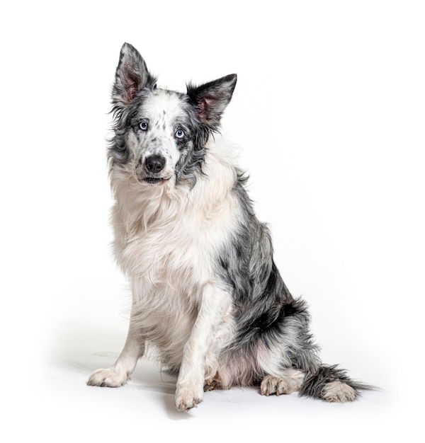 Blauwogige blauwe merle border collie geïsoleerd op wit