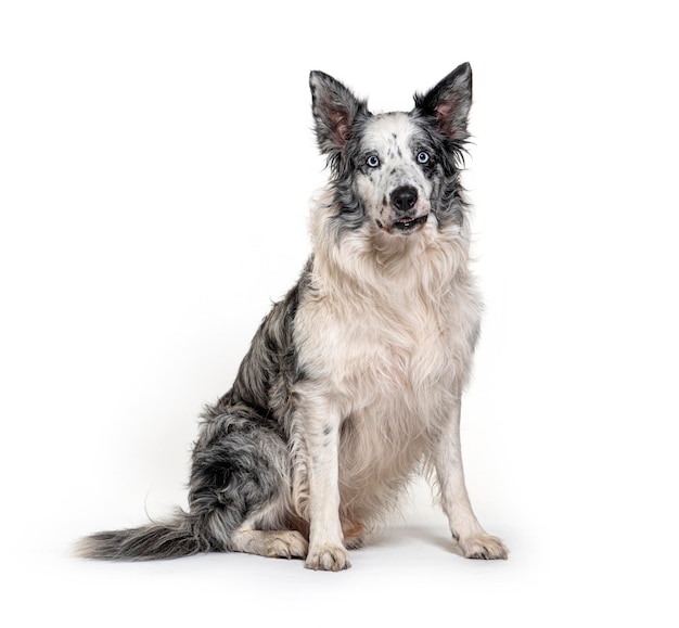 Blauwogige blauwe merle border collie geïsoleerd op wit