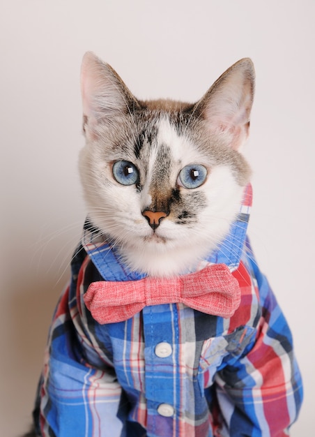 Foto blauwogige kat in een geruit overhemd en een vlinderdas