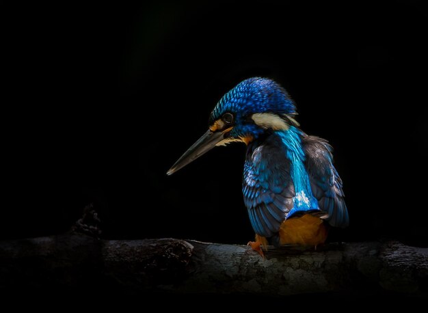 Blauwoorijsvogel Alcedo die op een takboom spreekt