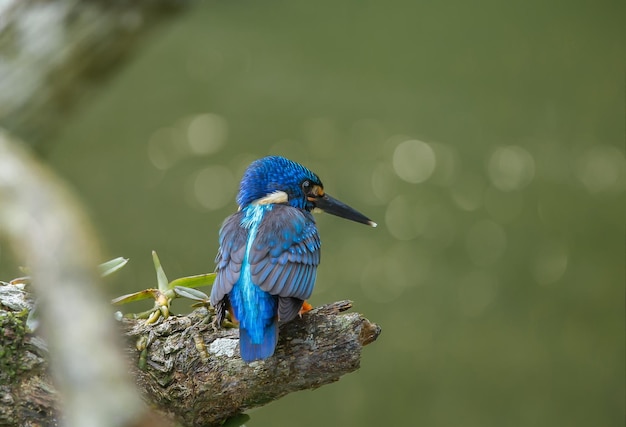 Blauwoorijsvogel Alcedo die op een takboom spreekt