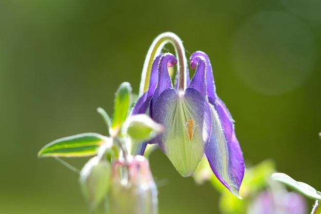 Blauwpaarse wilde orchidee op een groene weide Bloemfoto uit de natuur Landschap