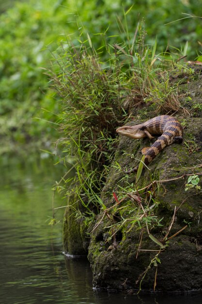 Blauwtongskinkhagedis bekend als Tiliqua gigas