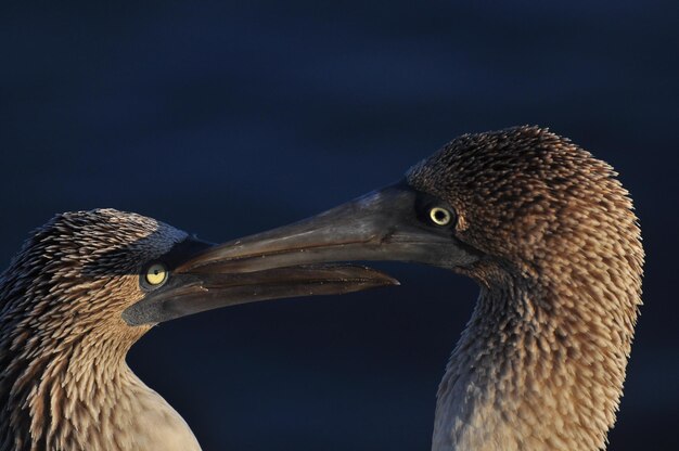 Blauwvoetige boobie