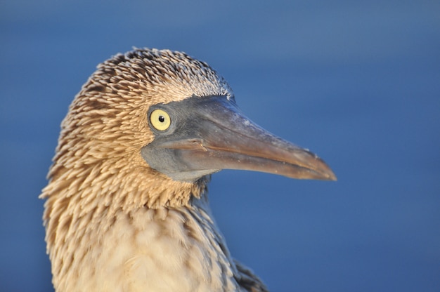 Blauwvoetige Boobie