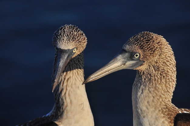 Foto blauwvoetige boobie