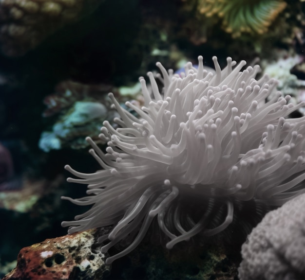 Фото Облеченный коралл, показывающий экологический кризис и неудачу экосистемы