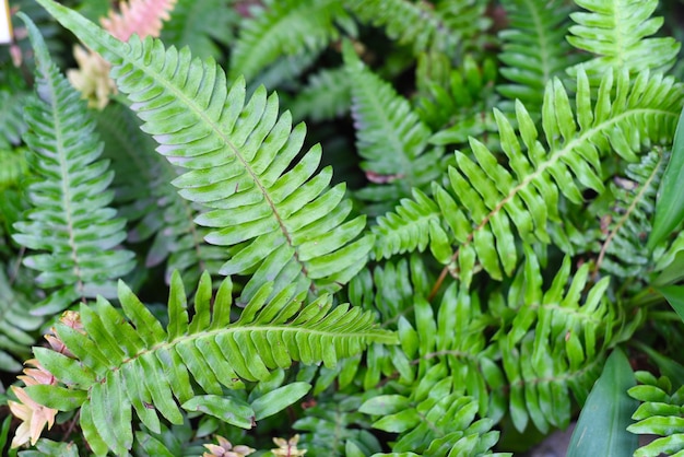 Blechnum 서부 또는 단단한 고사리 식물을 닫습니다