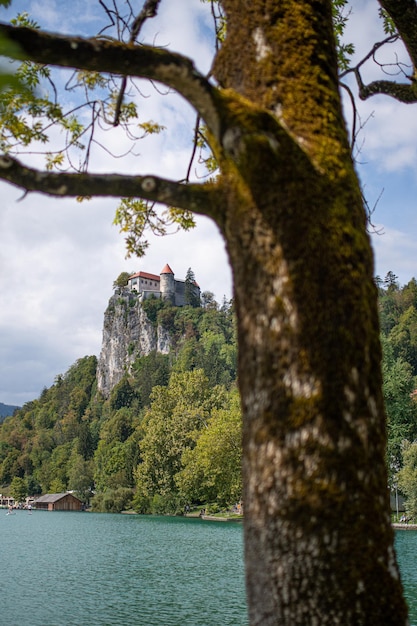 Bled castle by the lake behind a tree trunk in carniola