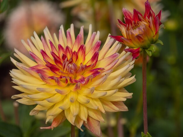 bleeding dahlias