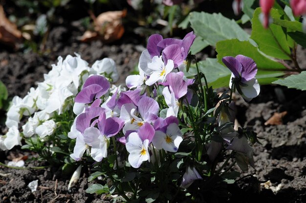 Photo bleeding garden