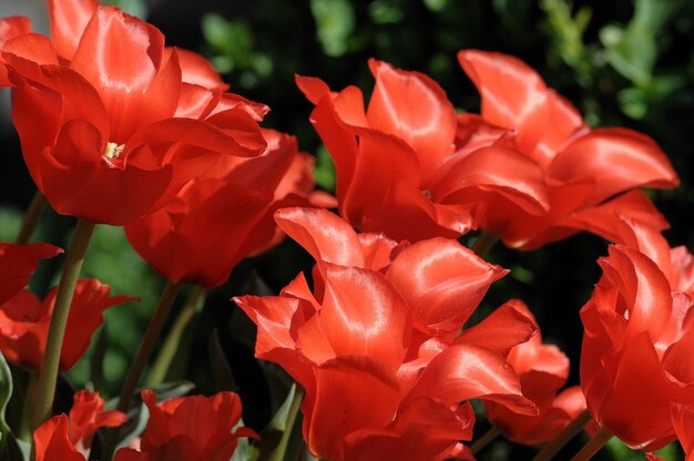 Photo bleeding garden