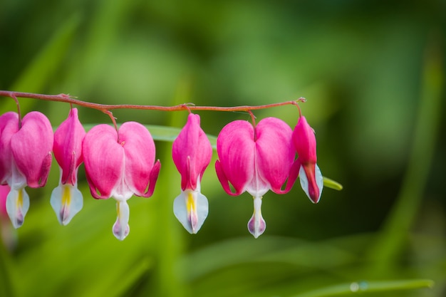 出血ハートの花