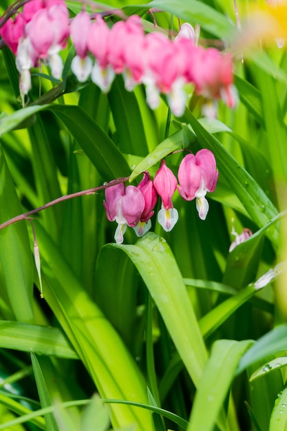 Bleeding heart flower