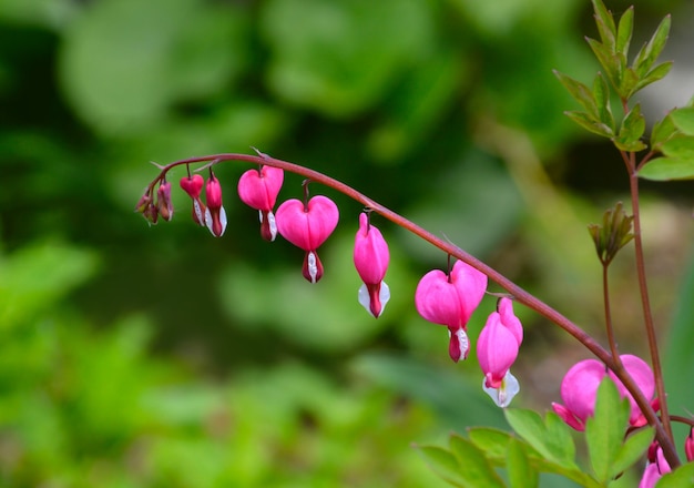 Bleeding heart flowers or Dicentra