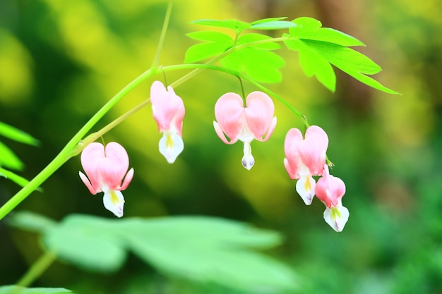 Photo bleeding heart flowersdicentra spectabilis with soft background