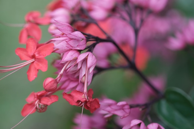 кровоточащая лоза clerodendrum thomsoniae - вид цветкового растения рода клеродендрум