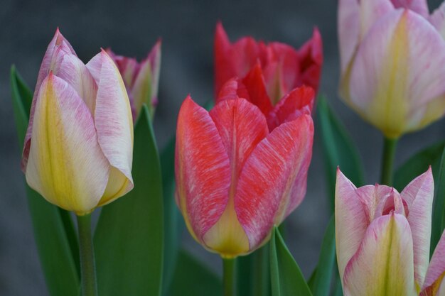 Photo bleeding tulips