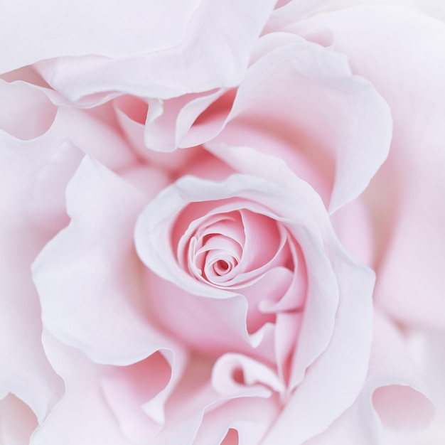 Bleke roze witte roos bloem Macro bloemen achtergrond voor vakantie design