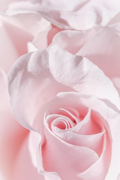 Bleke roze witte roos bloem Macro bloemen achtergrond voor vakantie design
