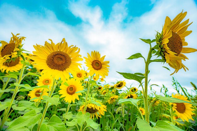 Bleke zonnebloemen die omhoog kijken