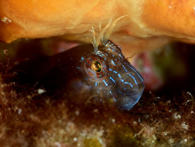 Blenny 물고기 Parablennius rouxi 초상화