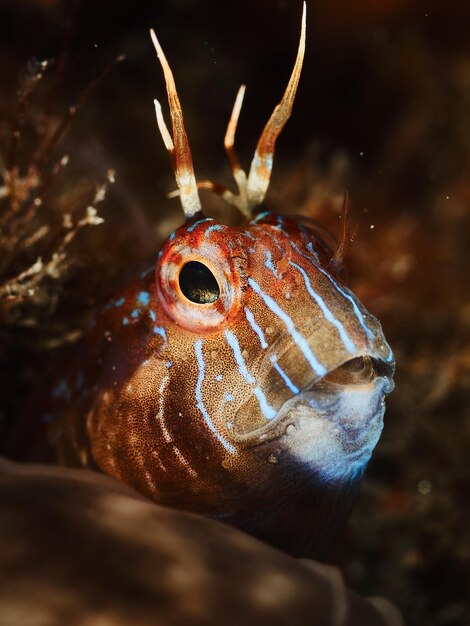 Blenny fish Parablennius rouxi portrait