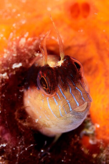 Blenny vis Parablennius rouxi portret